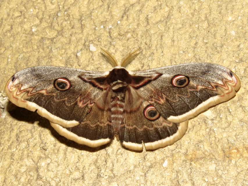 Saturnia pyri - nagy pávaszem