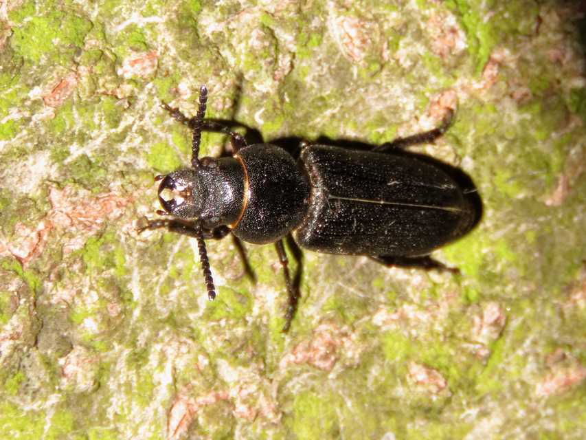 Spondylis buprestoides - erdei félcincér