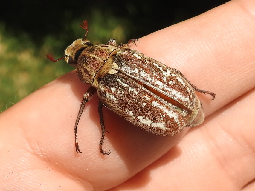 Anoxia orientalis - keleti cserebogár
