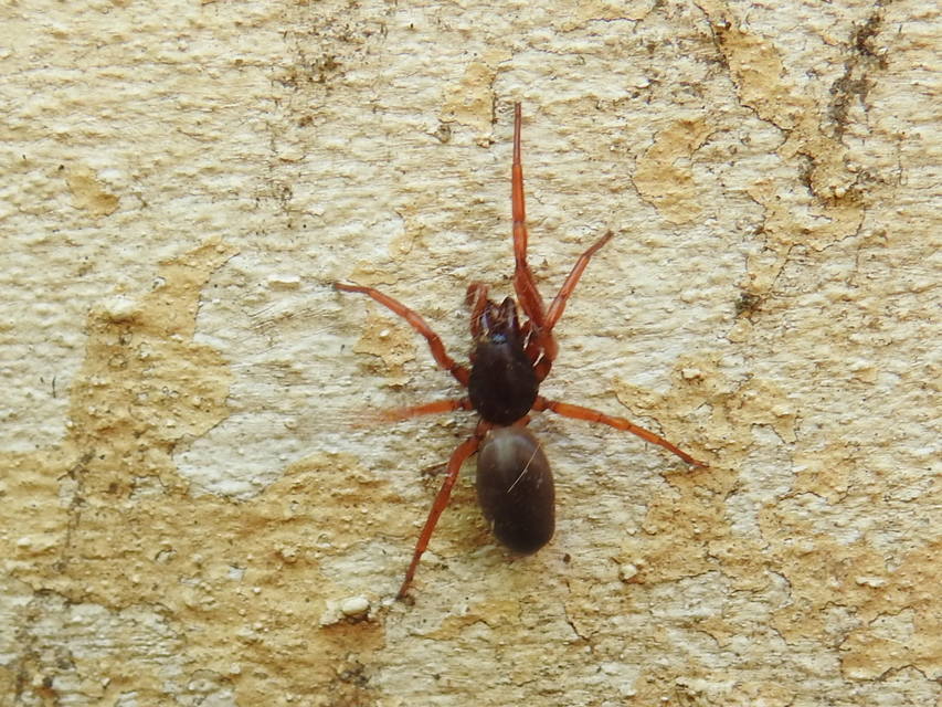Dysdera