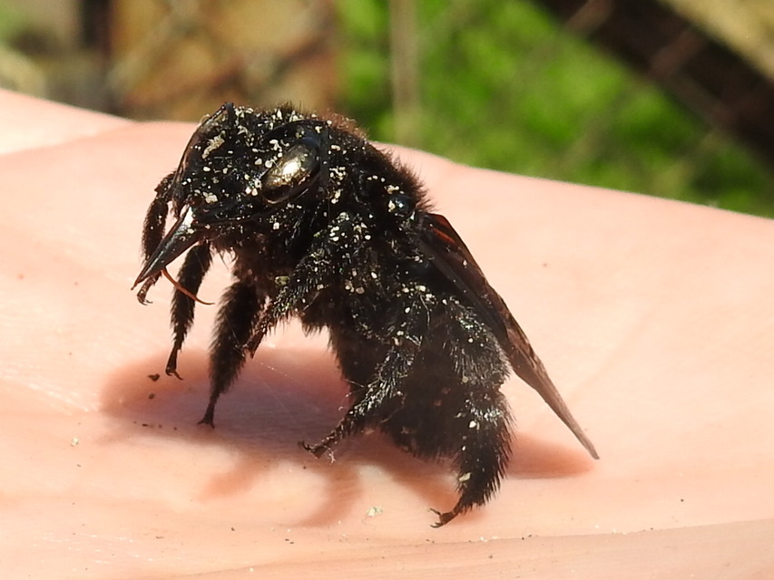 Xylocopa violacea - kék fadongó