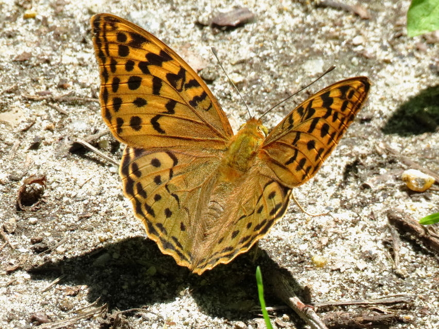 Argynnis pandora - zöldes gyöngyházlepke