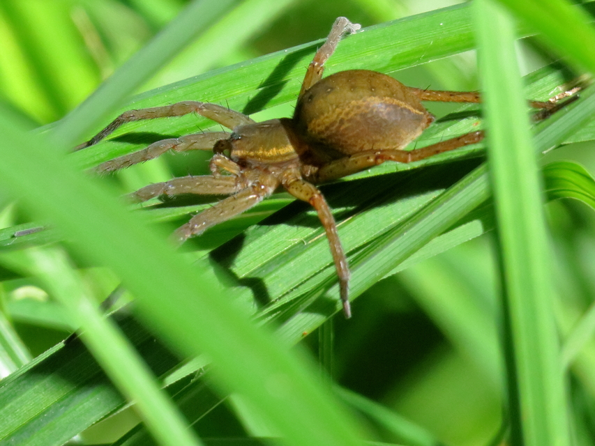 Dolomedes plantarius - parti vidrapók
