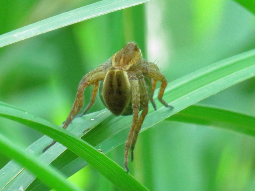 Dolomedes plantarius/fimbriatus
