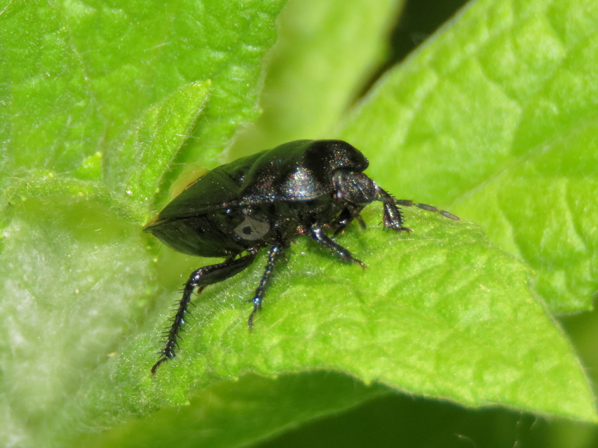 Cydnus aterrimus - nagy földipoloska