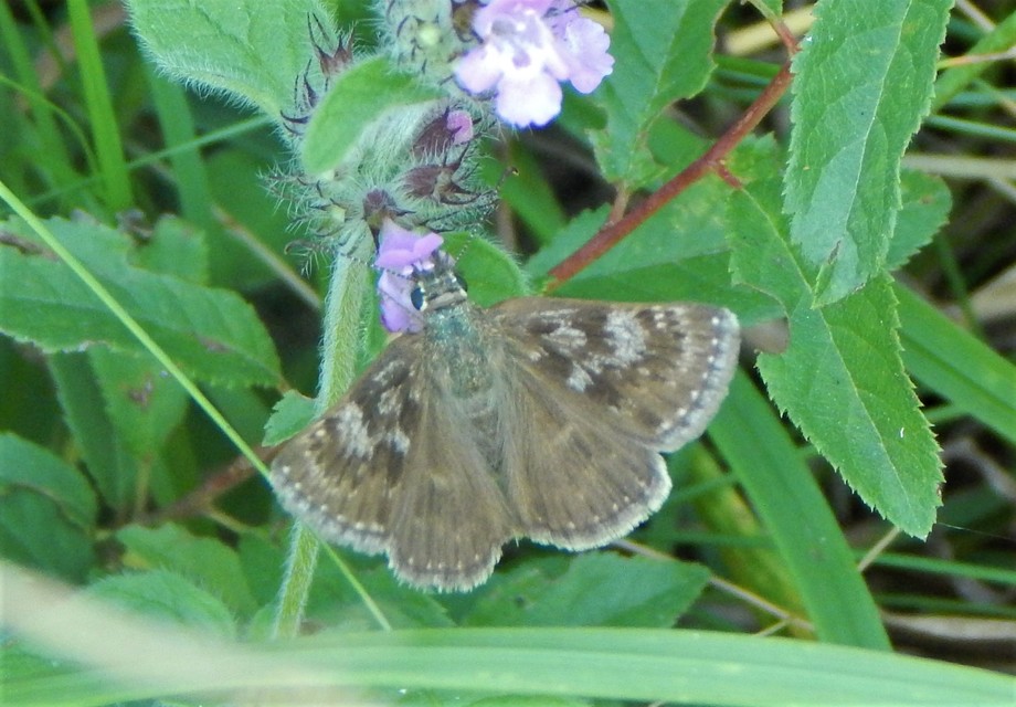 Erynnis tages - cigánylepke