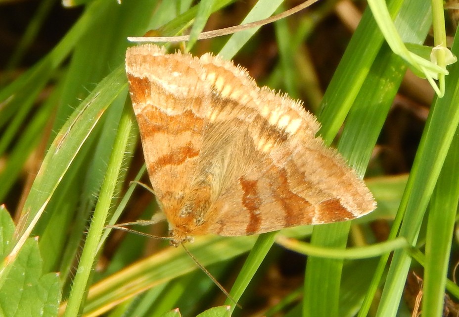 Euclidia glyphica - közönséges nappalibagoly