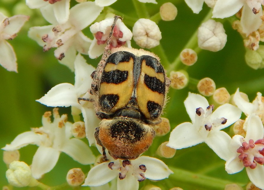 Trichius sexualis - keleti prémesbogár