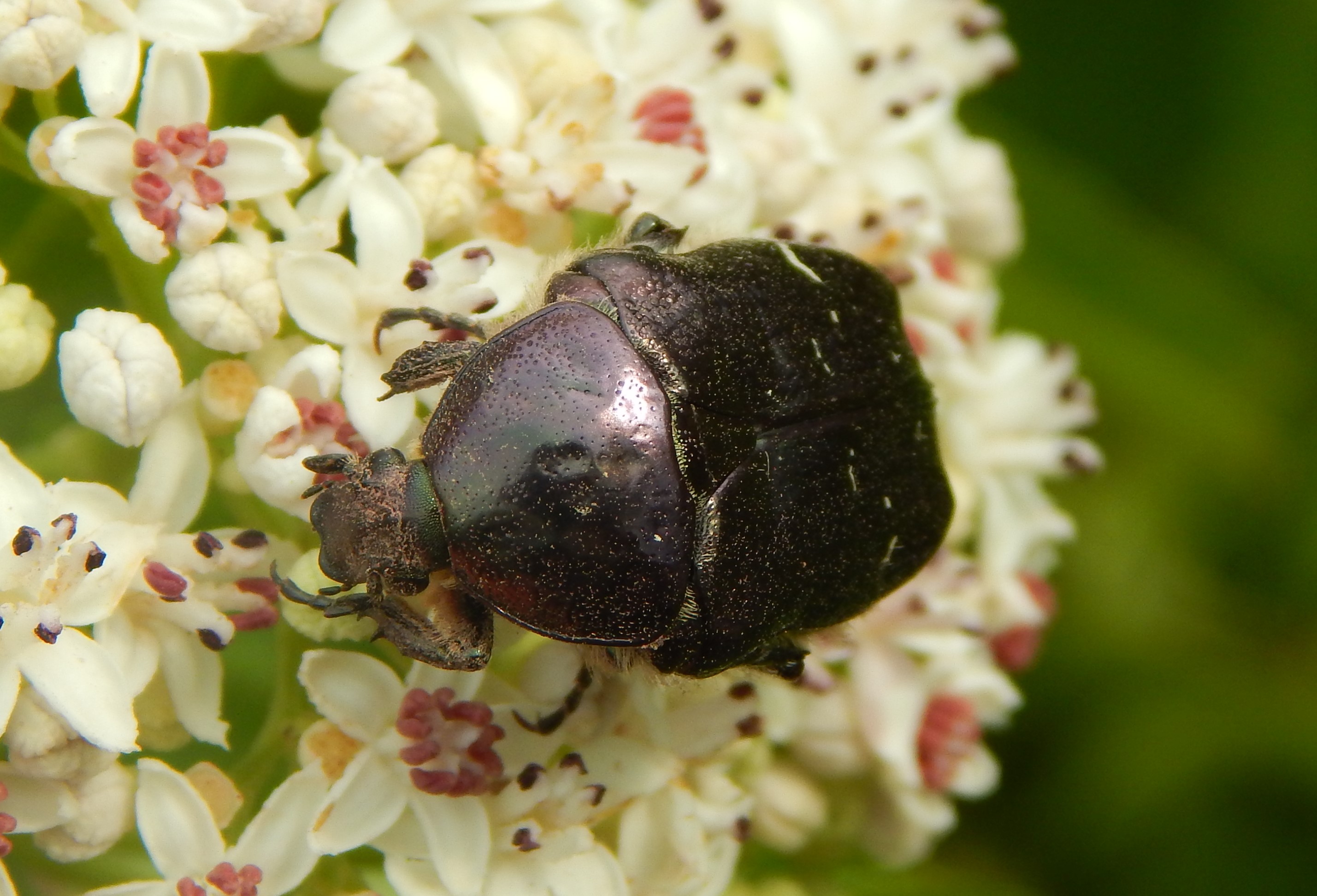 Cetonia aurata - aranyos virágbogár