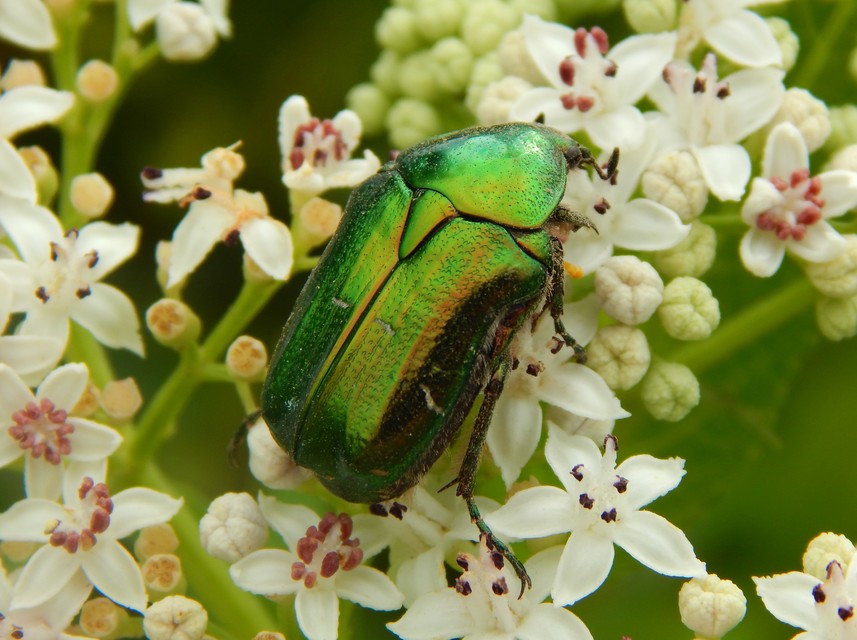 Cetonia aurata - aranyos virágbogár