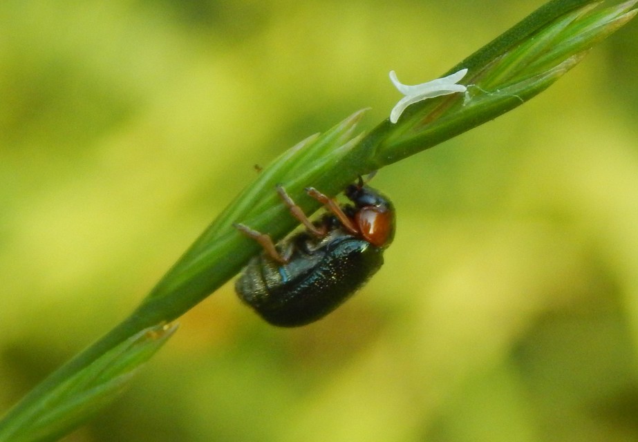 Smaragdina