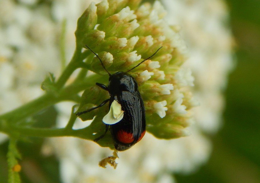 Cryptocephalus biguttatus
