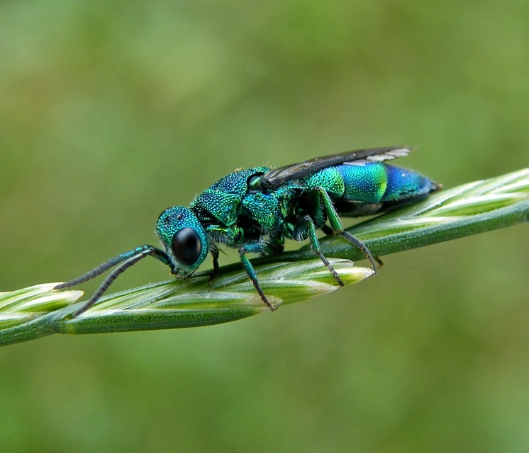 Chrysis fasciata