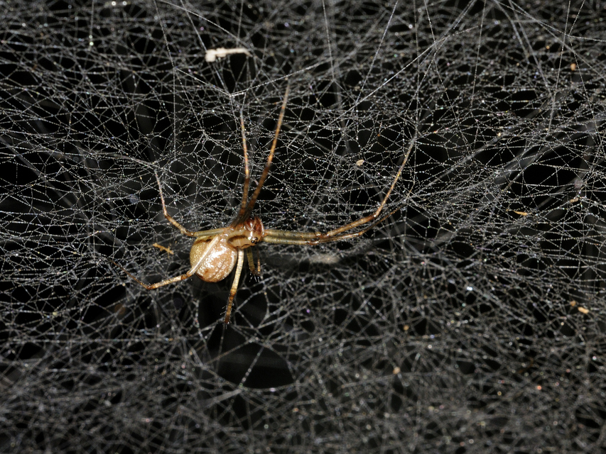 Linyphiidae - vitorláspókok