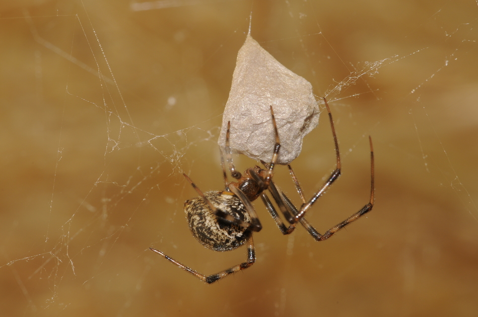 Parasteatoda