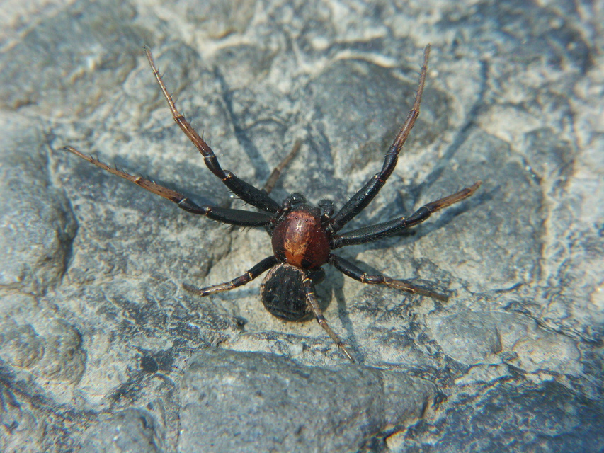 Xysticus luctator - rozsdás karolópók