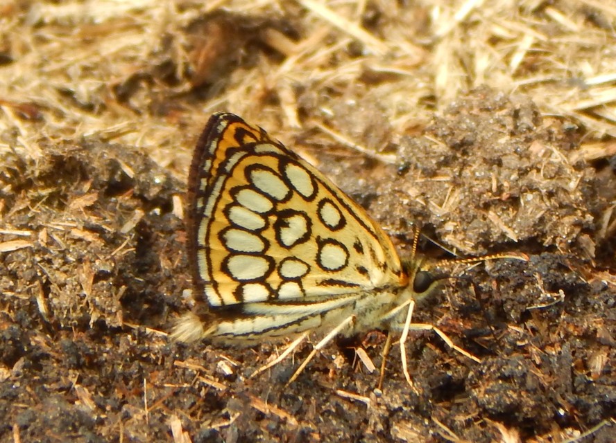Heteropterus morpheus - tükrös busalepke