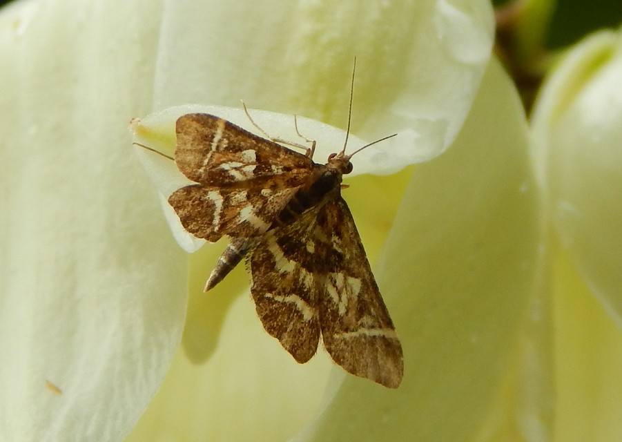 Diasemia reticularis - betűmintás tűzmoly