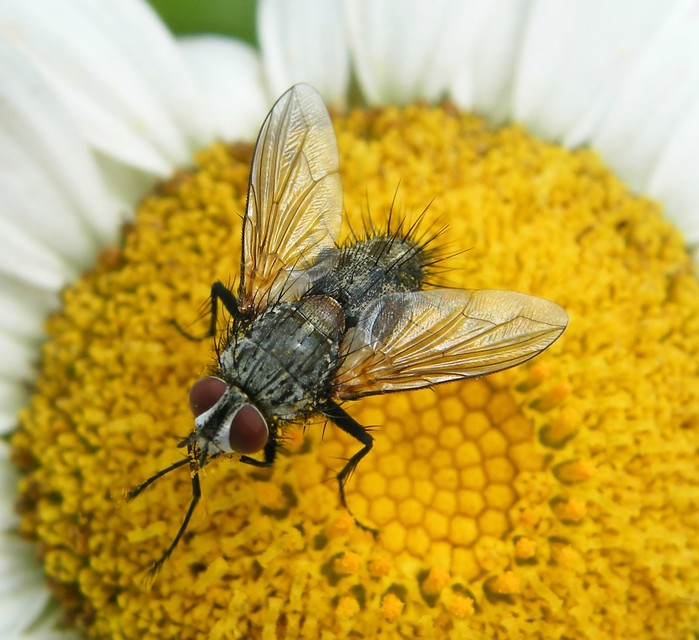 Tachinidae - fürkészlegyek
