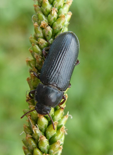 Tenebrio molitor - közönséges lisztbogár