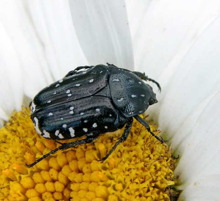 Oxythyrea funesta - sokpettyes virágbogár