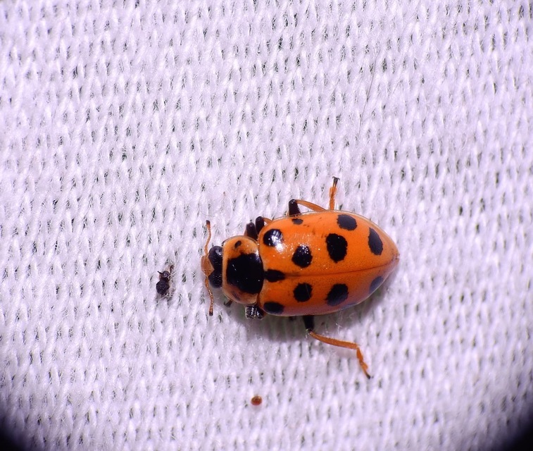 Hippodamia tredecimpunctata - mocsári katica
