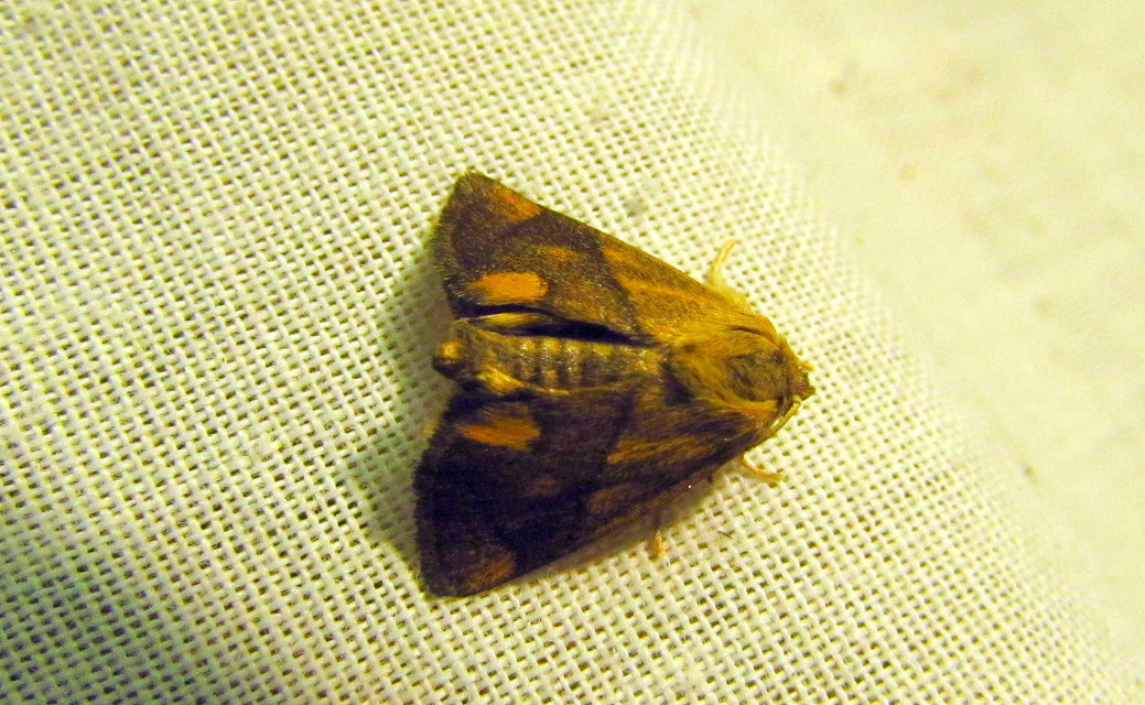 Apoda limacodes - kagylólepke