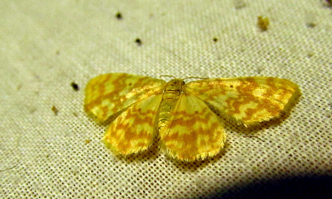 Hydrelia flammeolaria - narancssárga araszoló