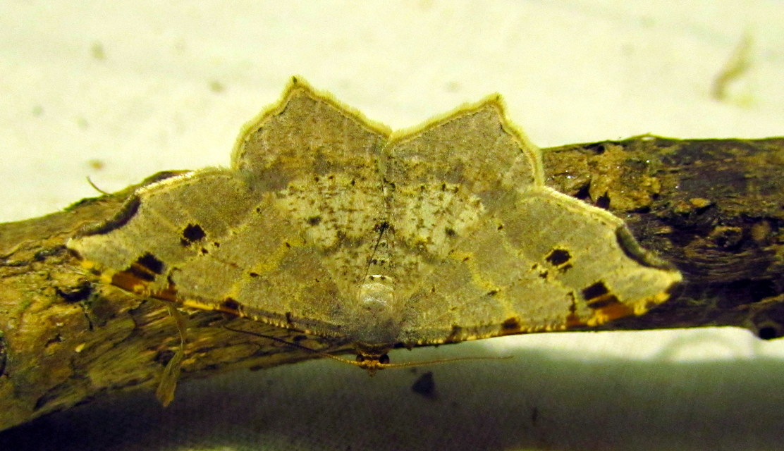 Macaria alternata - közönséges szürkearaszoló