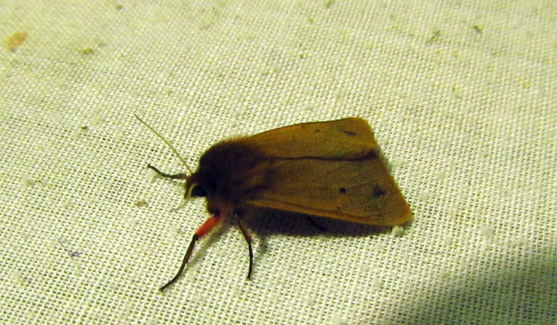 Phragmatobia fuliginosa - füstös medvelepke