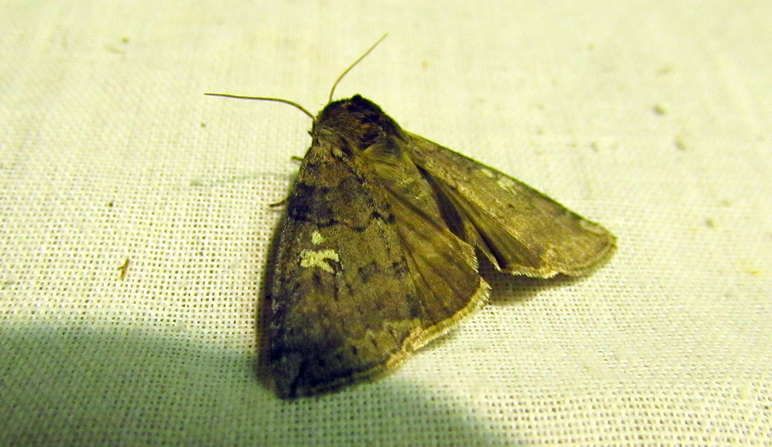 Tethea or - bélyeges pihésszövő