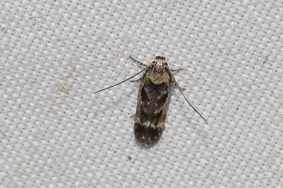 Caryocolum fischerella - szappangyökér-sarlósmoly