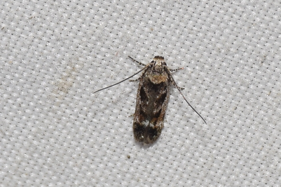 Caryocolum fischerella - szappangyökér-sarlósmoly