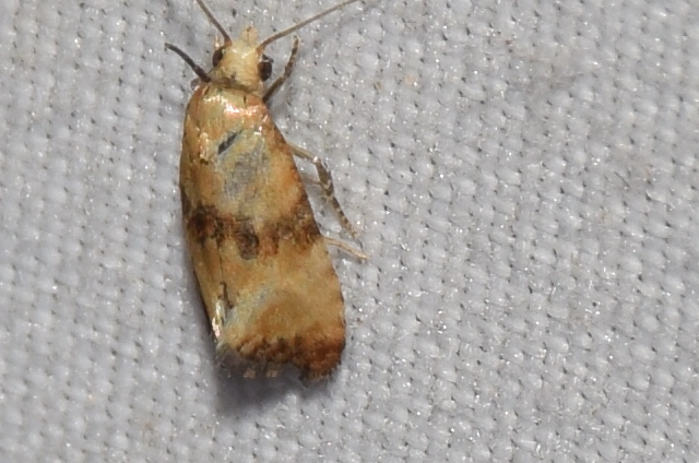 Eupoecilia angustana - közönséges virágfúrómoly