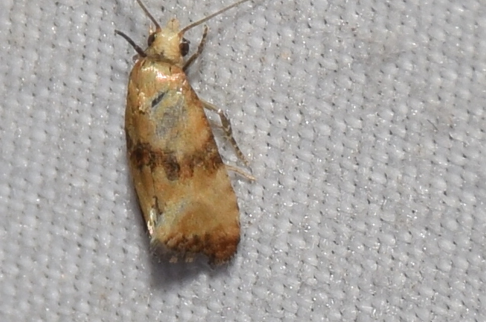 Eupoecilia angustana - közönséges virágfúrómoly