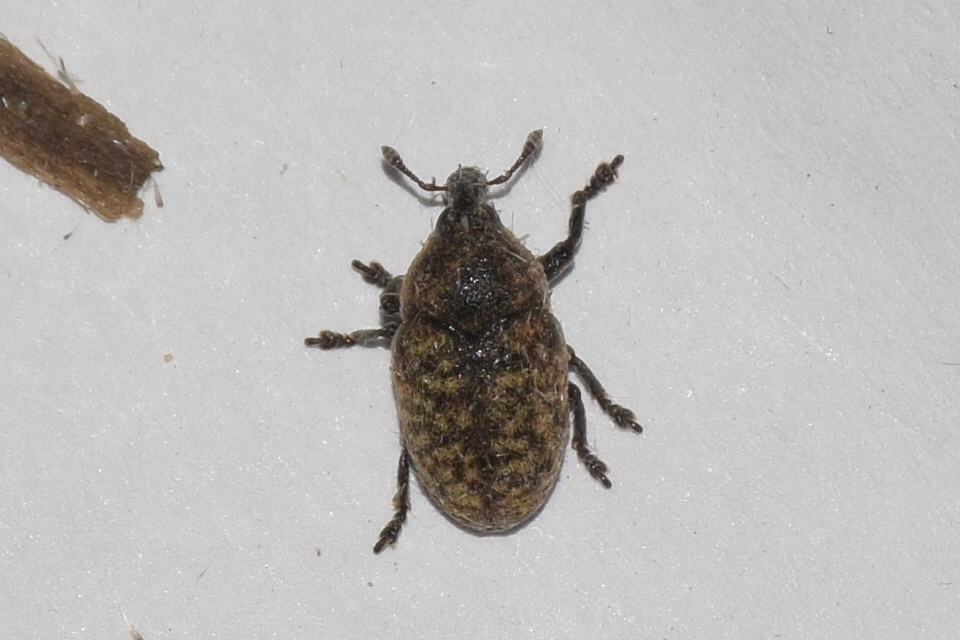 Larinus obtusus - imola-púderbarkó