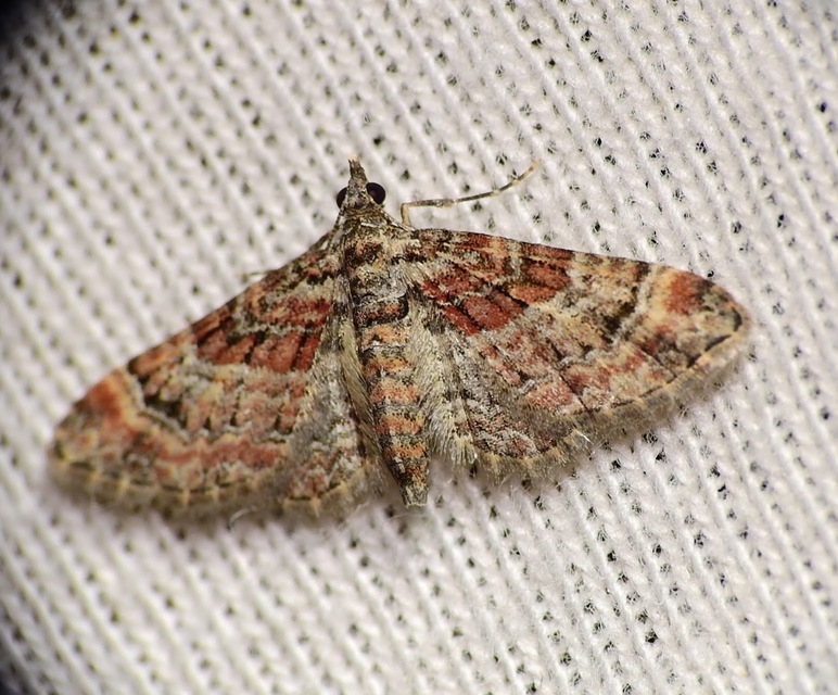 Gymnoscelis rufifasciata - vöröscsíkos törpearaszoló