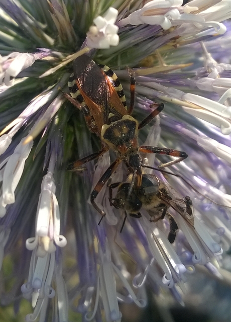Rhynocoris punctiventris