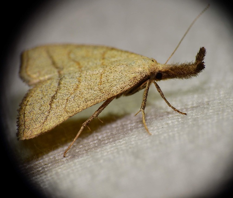 Polypogon tentacularia - sötétaljú karcsúbagoly