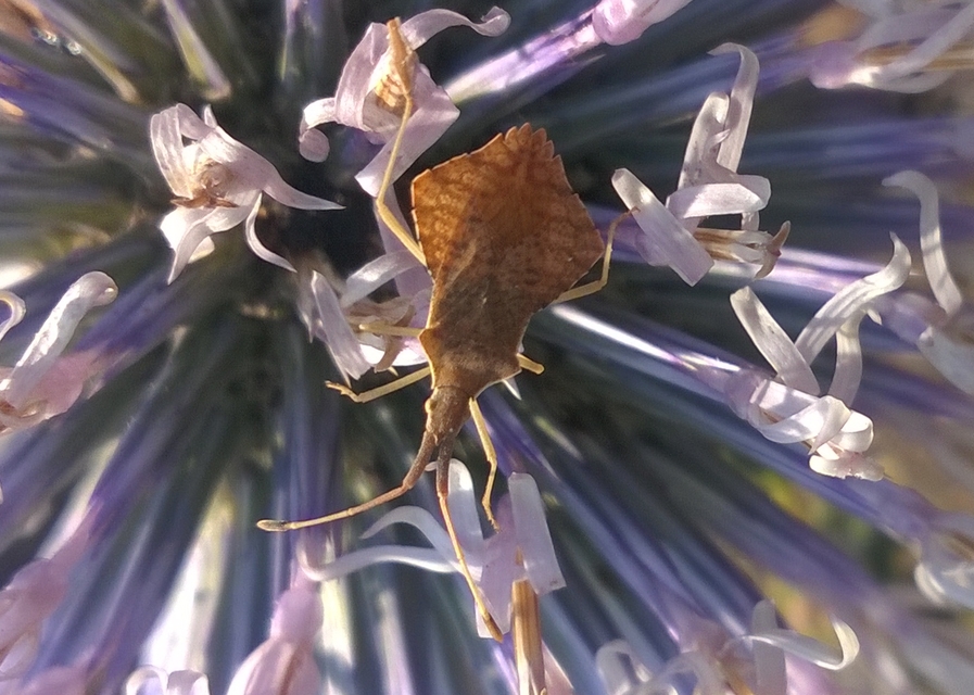 Syromastus rhombeus - vitorlás karimáspoloska