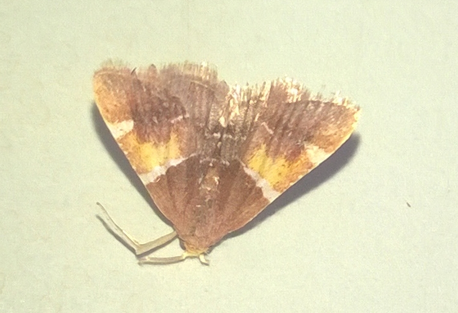 Pyralis regalis - pompás fényilonca