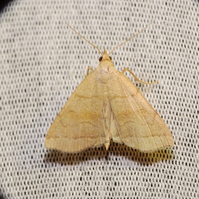 Herminia tarsicrinalis - szőröslábú karcsúbagoly