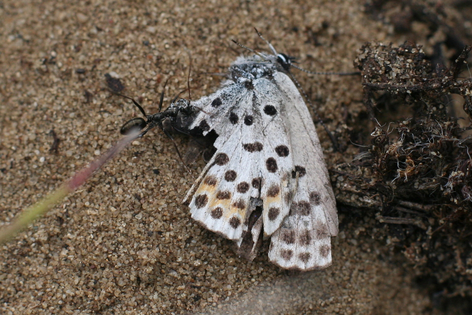 Scolitantides orion - szemes boglárka