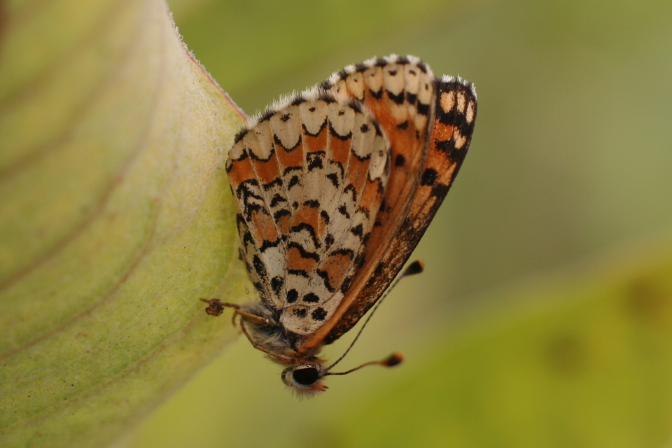 Melitaea trivia - kis tarkalepke