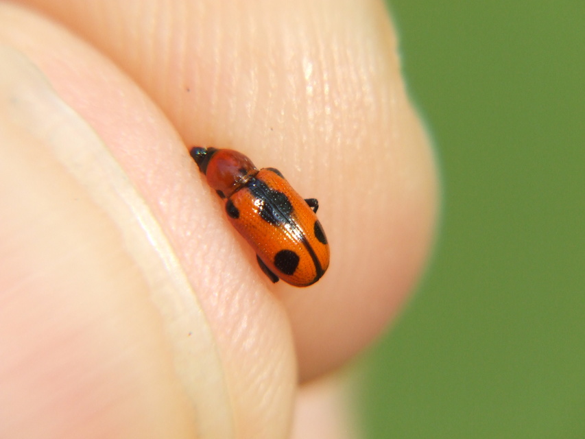 Crioceris quinquepunctata - ötpontos spárgabogár