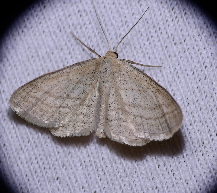 Scopula virgulata - vesszős sávosaraszoló