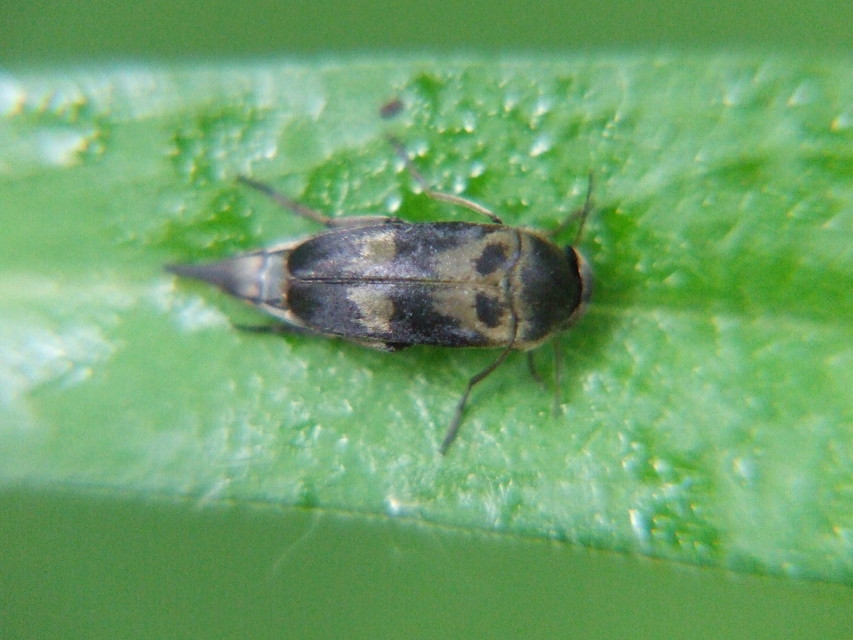 Variimorda villosa - szalagos maróka