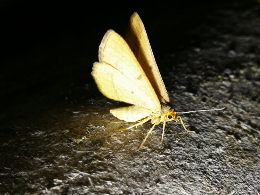 Tephrina arenacearia - lucerna-araszoló