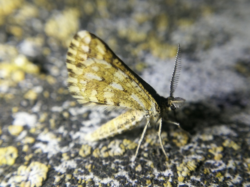 Narraga fasciolaria/tessularia