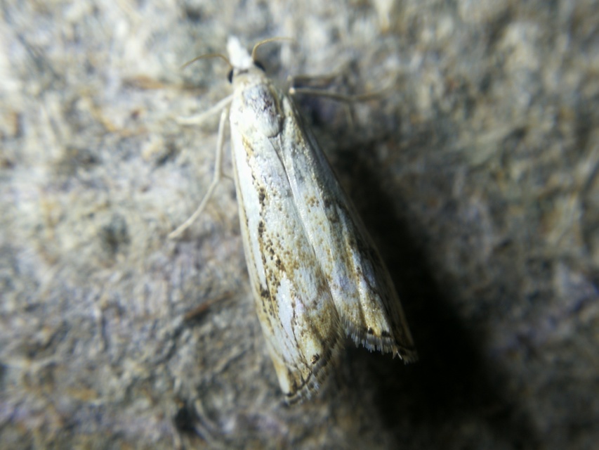 Catoptria falsella - hálós fűgyökérmoly